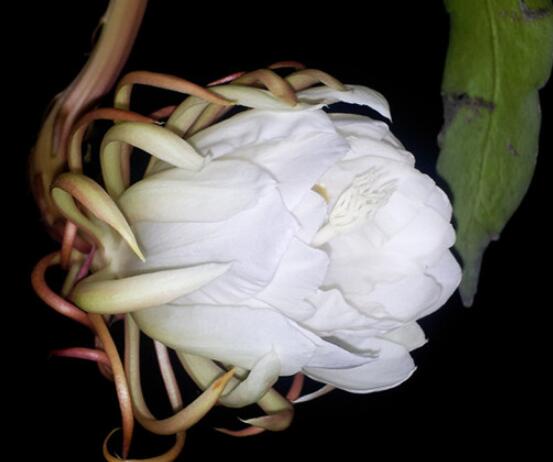 家里養(yǎng)曇花吉利嗎，好運來臨、驚喜不斷(吉祥如意)