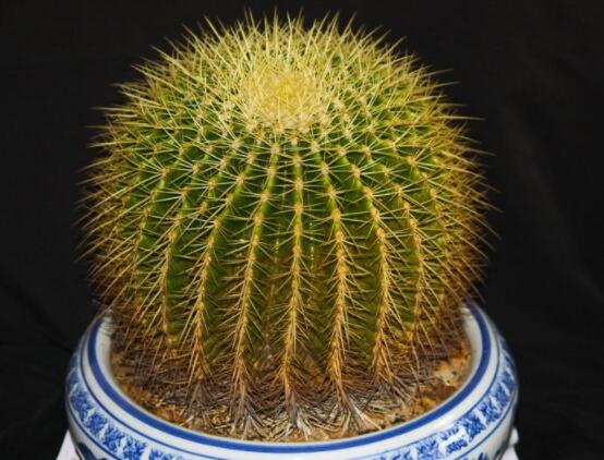 仙人球用什么肥料，鉀、磷肥為主，氮肥為輔