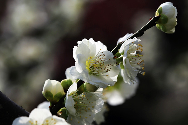 盆栽綠梅怎么養(yǎng)