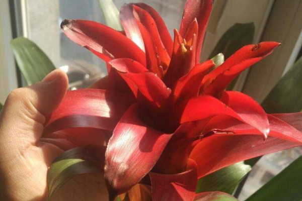 鴻運(yùn)當(dāng)頭花變黑發(fā)霉了怎么辦