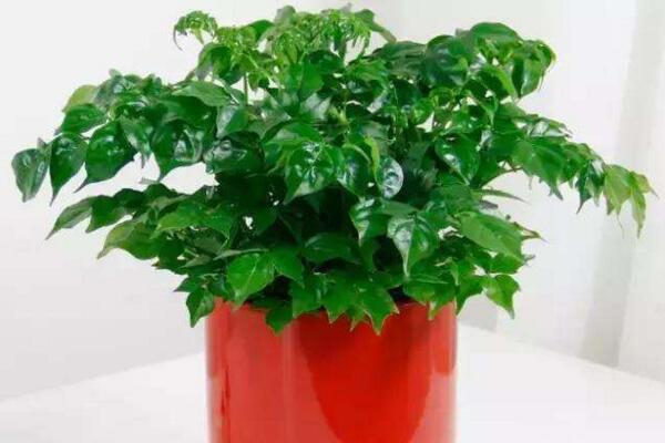 幸福樹(shù)的圖片，品種以及價(jià)值介紹