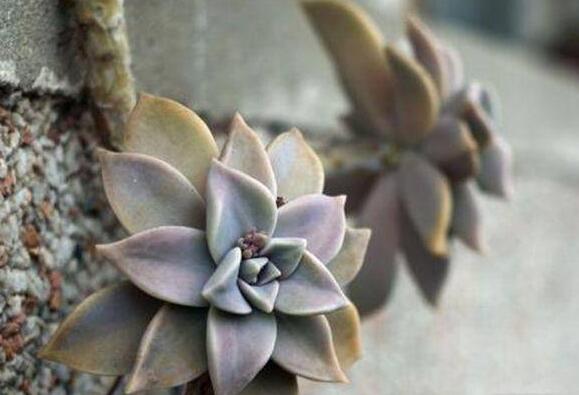 寶石花的繁殖方法，葉插和插穗操作方法