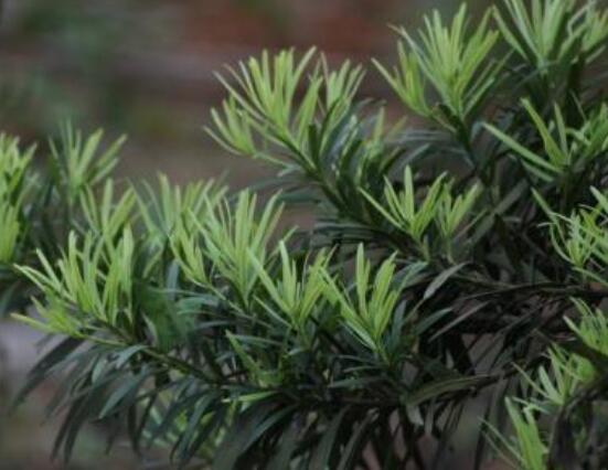 羅漢松什么品種最好，盤點(diǎn)最珍貴且珍稀四種品種