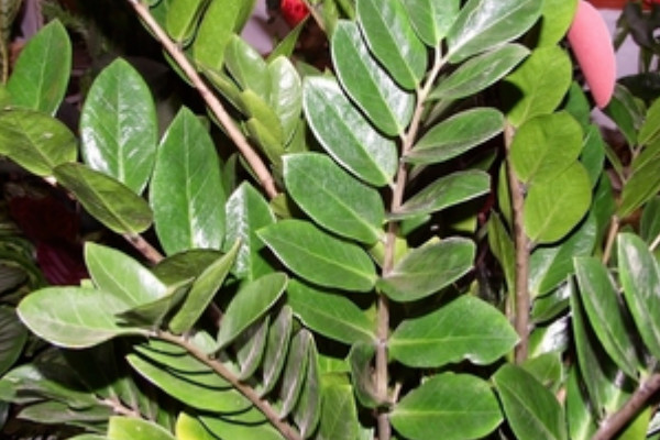 金錢(qián)樹(shù)會(huì)開(kāi)花嗎花是什么樣子