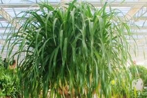 龍血樹葉子下垂怎么辦，可補充光照或控制澆水