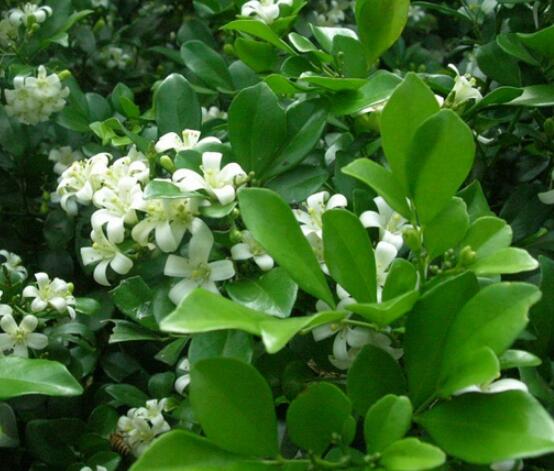 九里香的養(yǎng)殖方法和注意事項(xiàng)，老農(nóng)總結(jié)出七大養(yǎng)殖基本方法