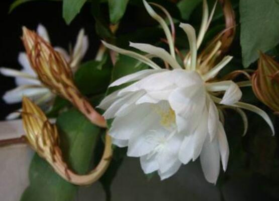 曇花摘下來如何保存，主要分為做干花和自然晾干