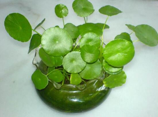 銅錢草有哪些品種，銅錢草品種圖片大全