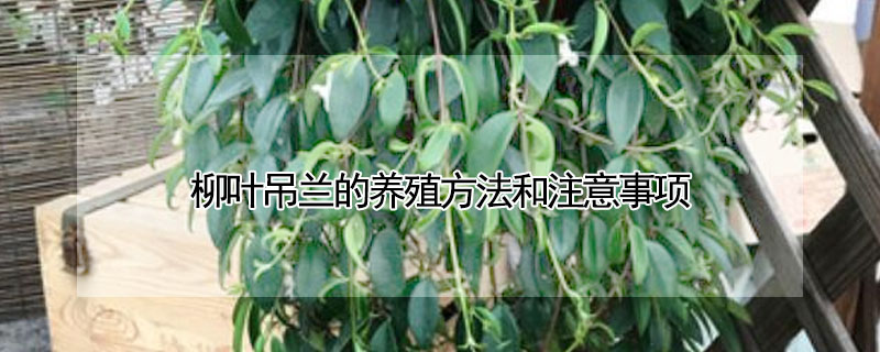 柳葉吊蘭的養(yǎng)殖方法和注意事項(xiàng)