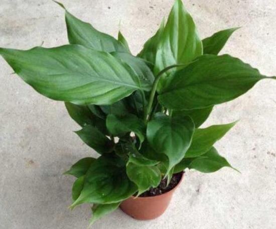 廣東萬年青怎么養(yǎng)，廣東萬年青的養(yǎng)殖方法和注意事項