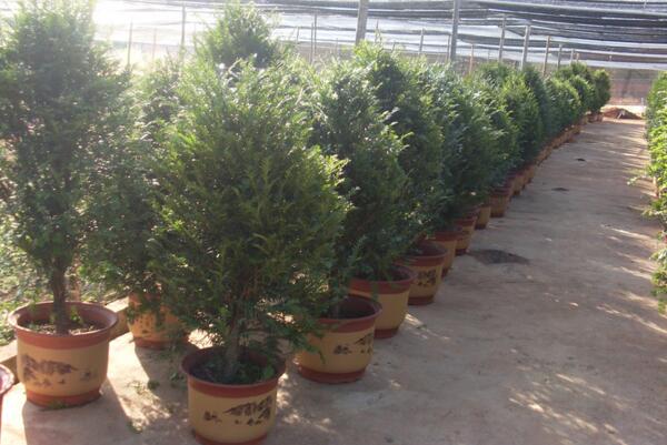 紅豆杉的花語(yǔ)和傳說(shuō)，花語(yǔ)高傲、傳說(shuō)凄涼