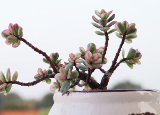 雅樂之舞怎么修剪，流枝修剪最為簡單(應(yīng)用廣泛)