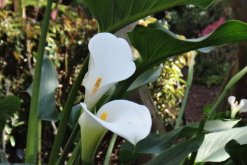 馬蹄蓮休眠期是什么時(shí)候，在盛夏和寒冬休眠