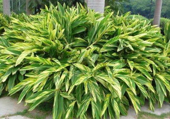 萬年青種類及圖片大全，盤點做好看的六大種類