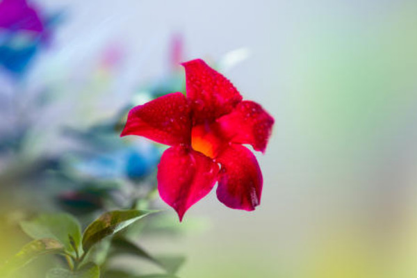 飄香藤為什么不長(zhǎng)花苞