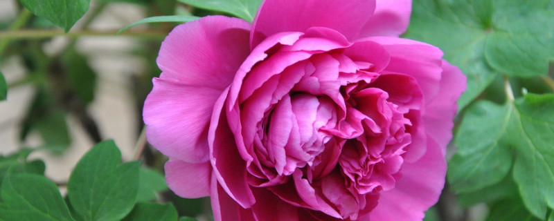 盆栽牡丹冬天怎么養(yǎng)護