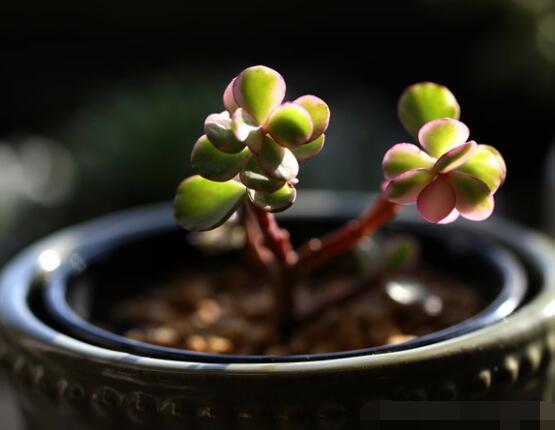 雅樂之舞的用途，盤點(diǎn)最實(shí)用四種價(jià)值