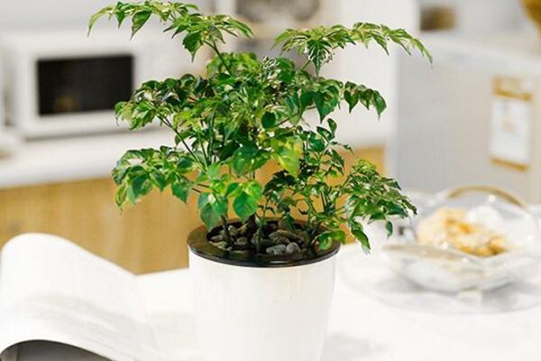 小幸福樹室內養(yǎng)殖方法，必須要掌握的5大要點