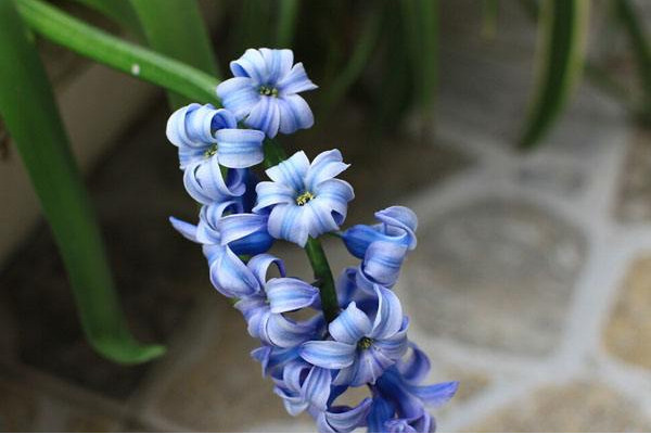 風(fēng)信子一年開幾次花，開一次花在每年2~3月之間