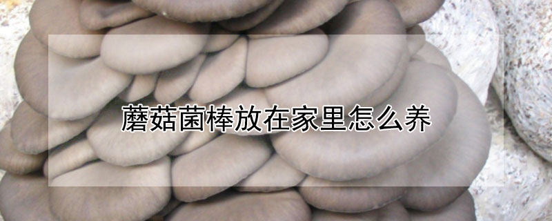 蘑菇菌棒放在家里怎么養(yǎng)