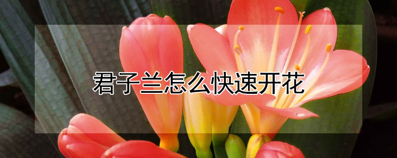 君子蘭怎么快速開(kāi)花