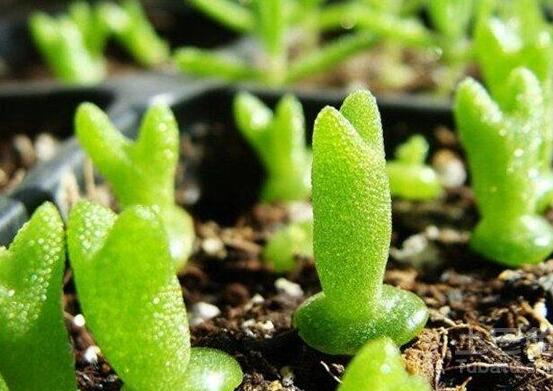 碧光環(huán)用什么土種，透氣透水土壤是必要種植條件