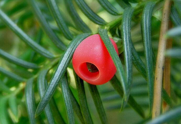 家里紅豆杉的風(fēng)水禁忌，五行多木的人不適合養(yǎng)殖