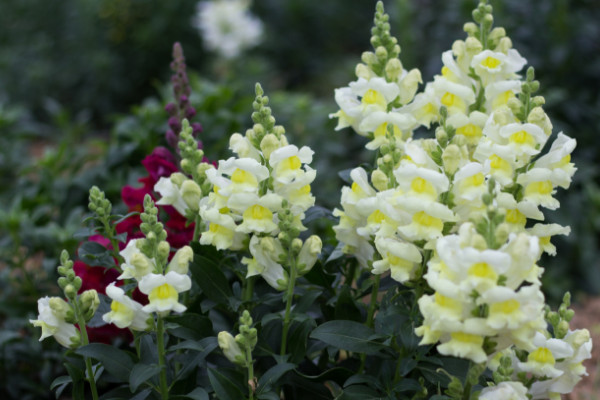 金魚(yú)草可以養(yǎng)多久