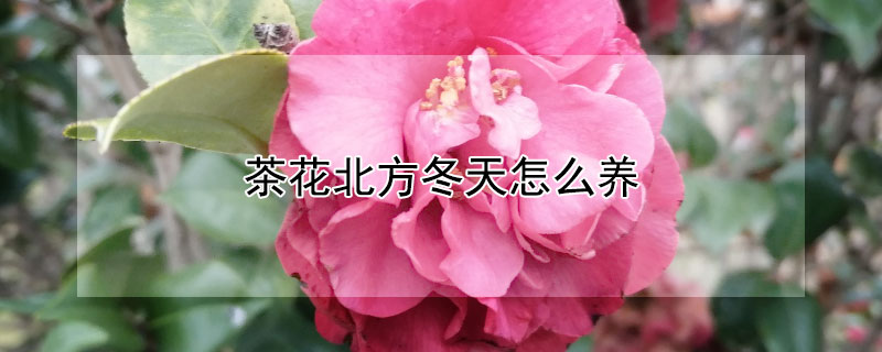 茶花北方冬天怎么養(yǎng)