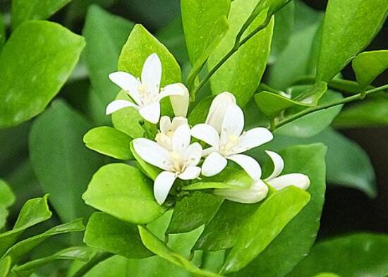 九里香葉子為什么發(fā)黃，九里香葉子發(fā)黃怎么辦