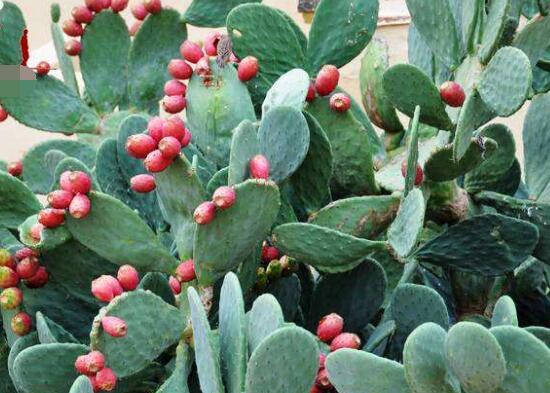 仙人掌的果實(shí)能吃嗎，食用可清熱解毒、養(yǎng)顏?zhàn)o(hù)膚