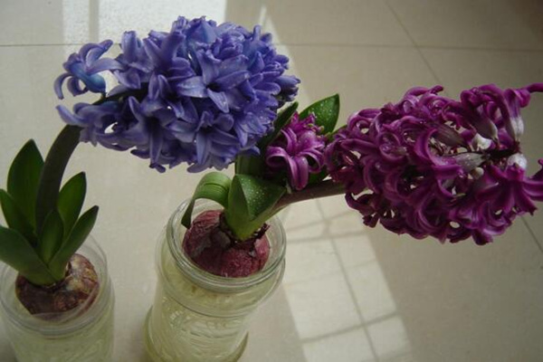 風(fēng)信子的繁殖方法，分球繁殖以及播種繁殖詳解