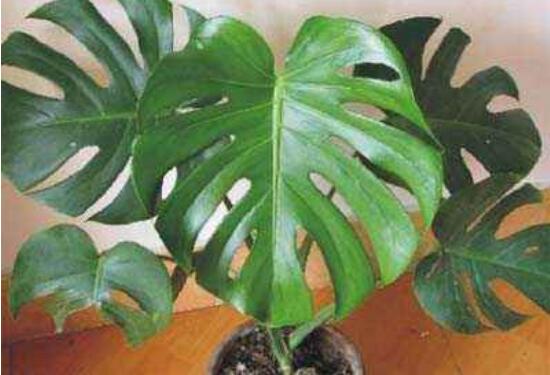 誤食龜背竹葉子怎么辦，第一時(shí)間去醫(yī)院積極治療(中毒較深)