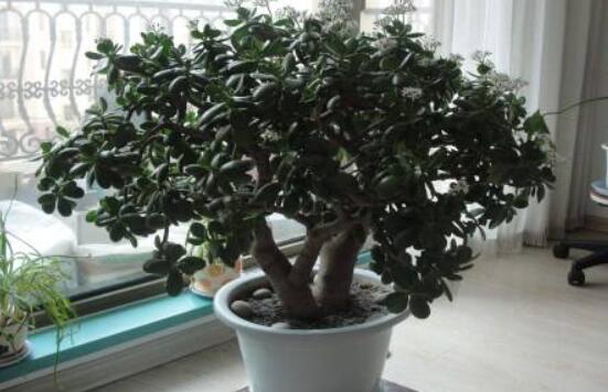 燕子掌用大盆還是小盆，大株用大一號盆/小株用小一號盆