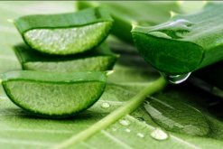 蘆薈有什么作用和功效，作用全面但也需要注意