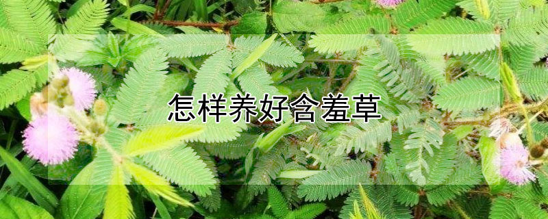 怎樣養(yǎng)好含羞草
