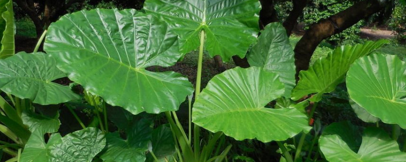 滴水觀音突然開(kāi)花寓意