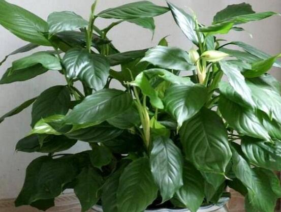 萬(wàn)年青的作用，凈化空氣、利尿、解毒