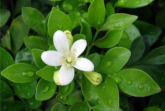 九里香爛根的原因，九里香爛根怎么辦