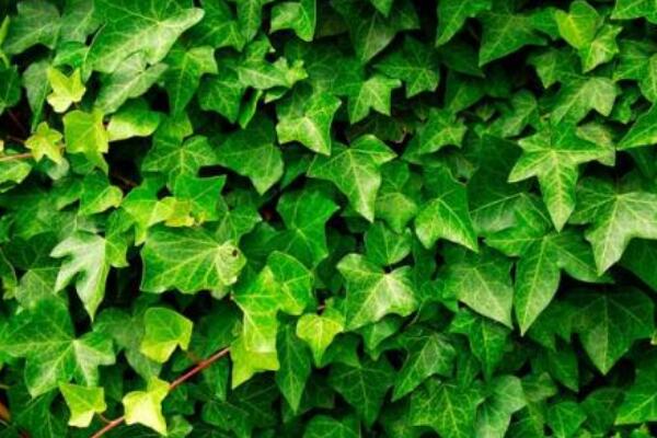 常春藤水澆多了怎么辦，脫盆晾土，重新栽種