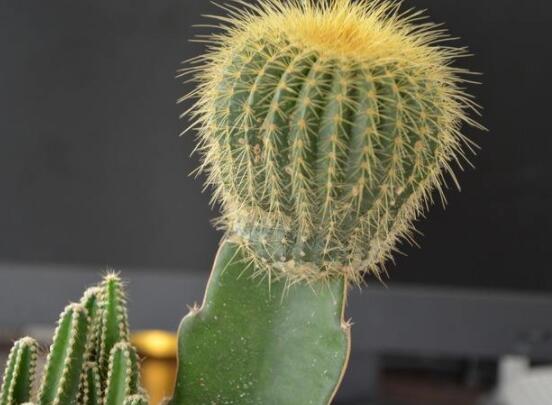 怎樣養(yǎng)仙人球容易開花，記住五個要點花開爆盆