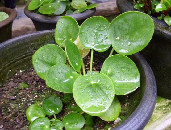 銅錢草和鏡面草的區(qū)別，外觀/生長環(huán)境/價值三種區(qū)別方法