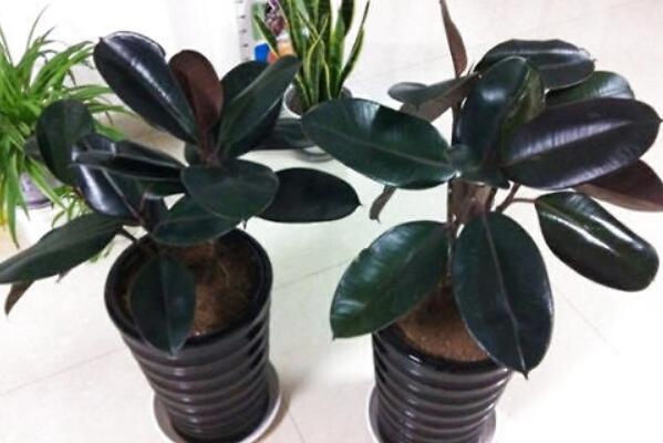 橡皮樹的養(yǎng)殖方法，保證植株生長的5大要點