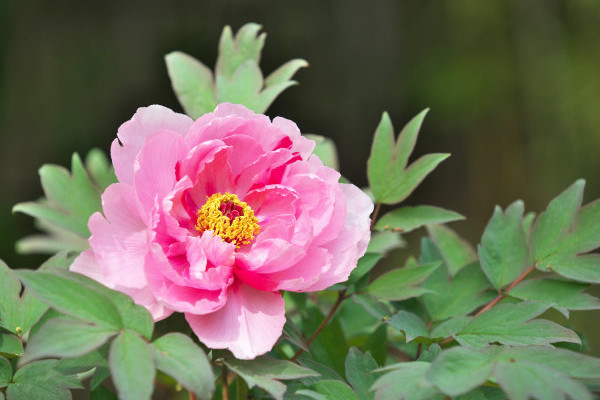 新栽的牡丹花怎么過(guò)冬