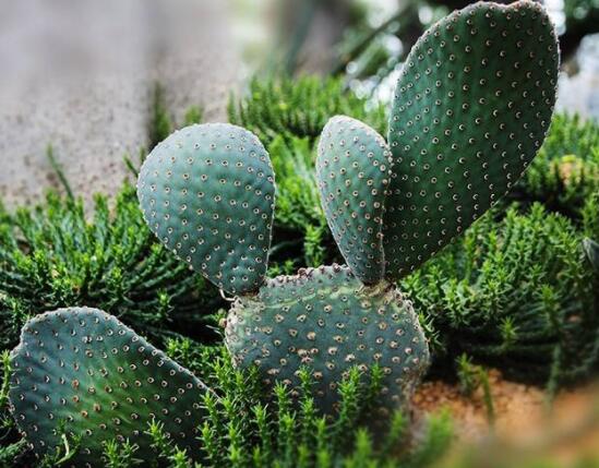仙人掌怎么澆水和施肥，教你三個步驟便可生長枝葉翠綠