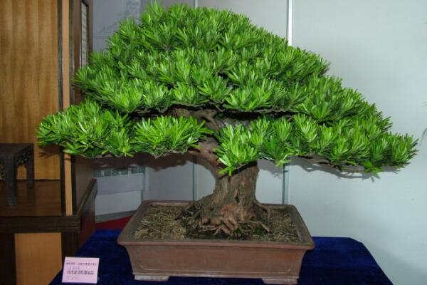 日本羅漢松的養(yǎng)殖方法，四個(gè)要點(diǎn)教你養(yǎng)日本羅漢松