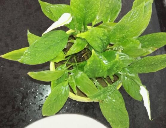 一帆風(fēng)順?biāo)B(yǎng)還是土養(yǎng)，土養(yǎng)最為合適(水養(yǎng)易爛根)