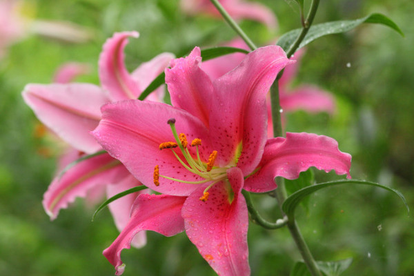 百合花可以反復(fù)開(kāi)花嗎