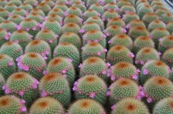 仙人球移栽注意事項(xiàng)，注意不可弄傷根系、及時(shí)消毒/土壤微濕潤(rùn)