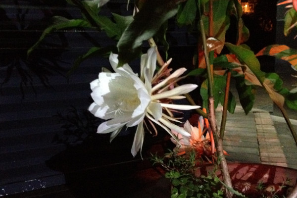 曇花不開花怎么修剪